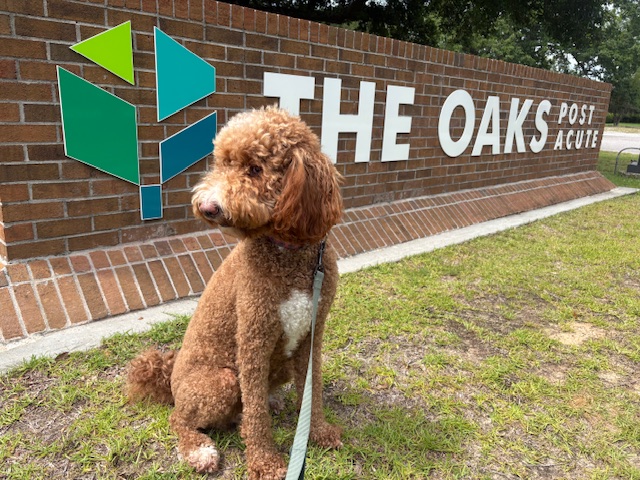 Red and white dog sitting in front of The Oaks Post Acute sign